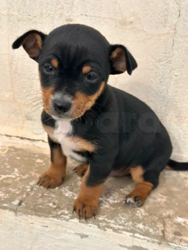 Chihuahua pincher - Miniature 3