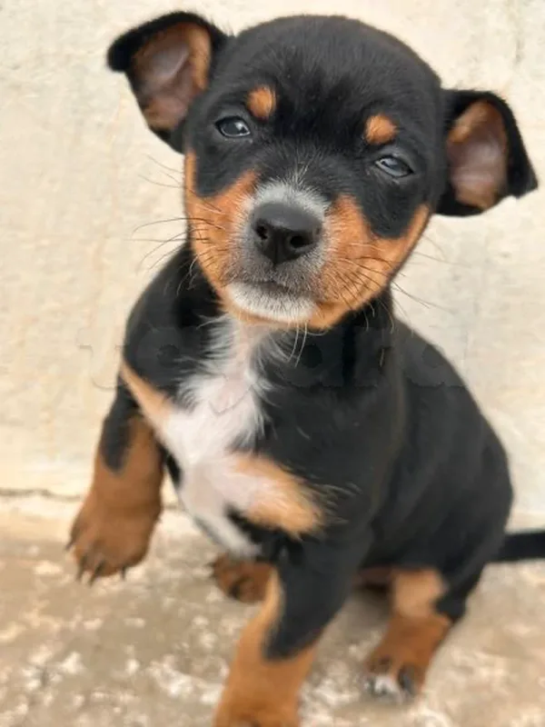 Chihuahua pincher - Miniature 4