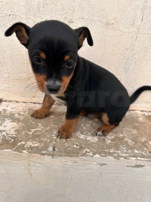 Chihuahua pincher - Miniature 5