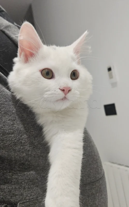 Chat a vendre - Miniature 2