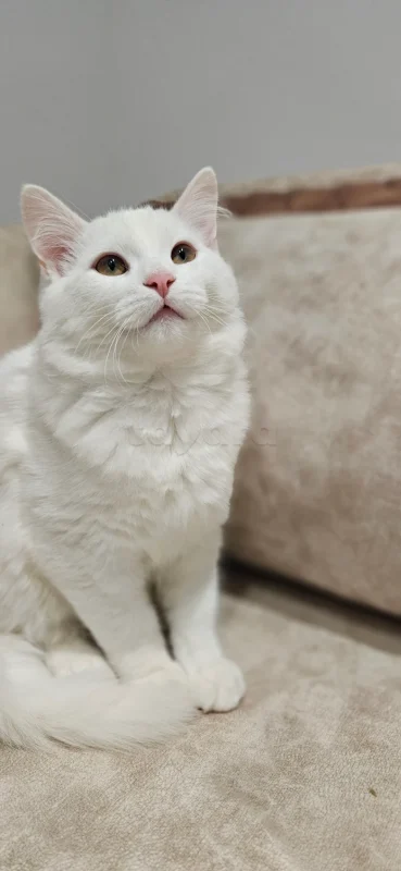 Chat a vendre - Miniature 3