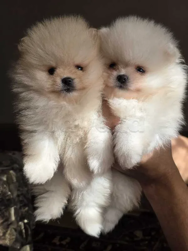 spitz poméranien - Miniature 2