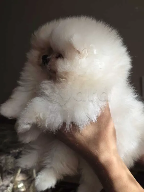 spitz poméranien - Miniature 3