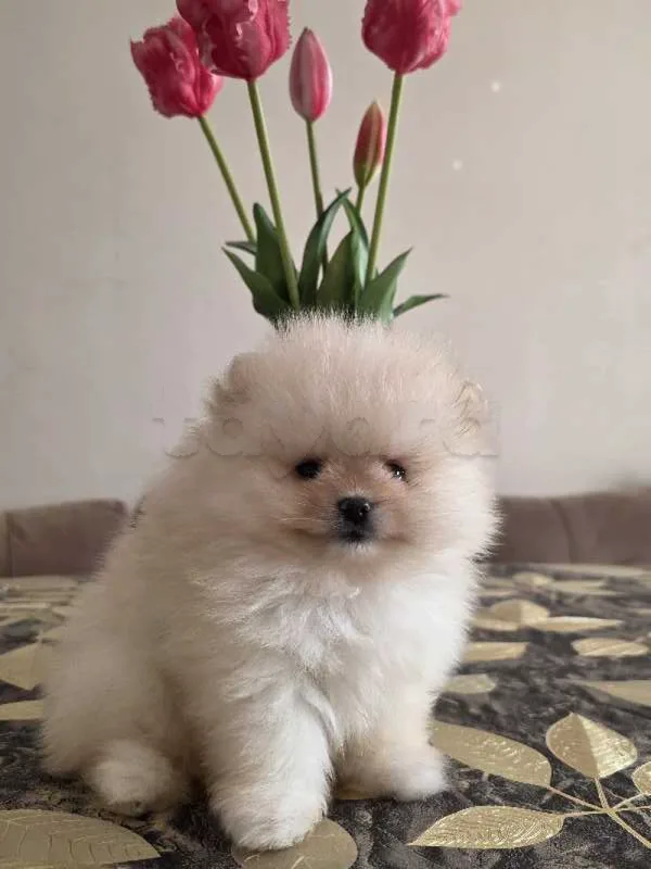 spitz poméranien - Miniature 4