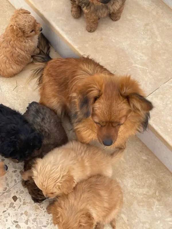 chien 3 mois mini taille