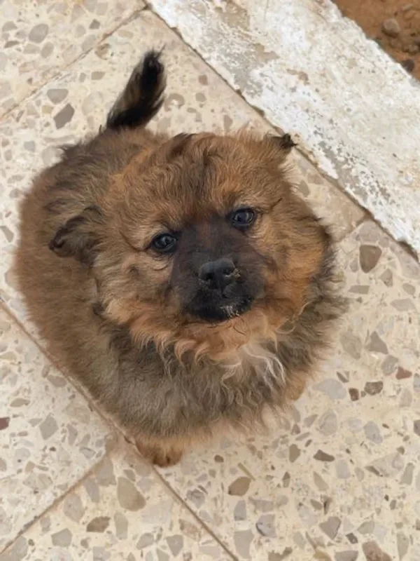 chien 3 mois mini taille - Miniature 2