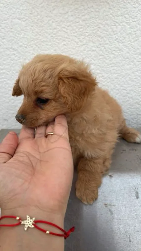 chien 3 mois mini taille - Miniature 3