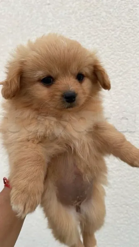 chien 3 mois mini taille - Miniature 4