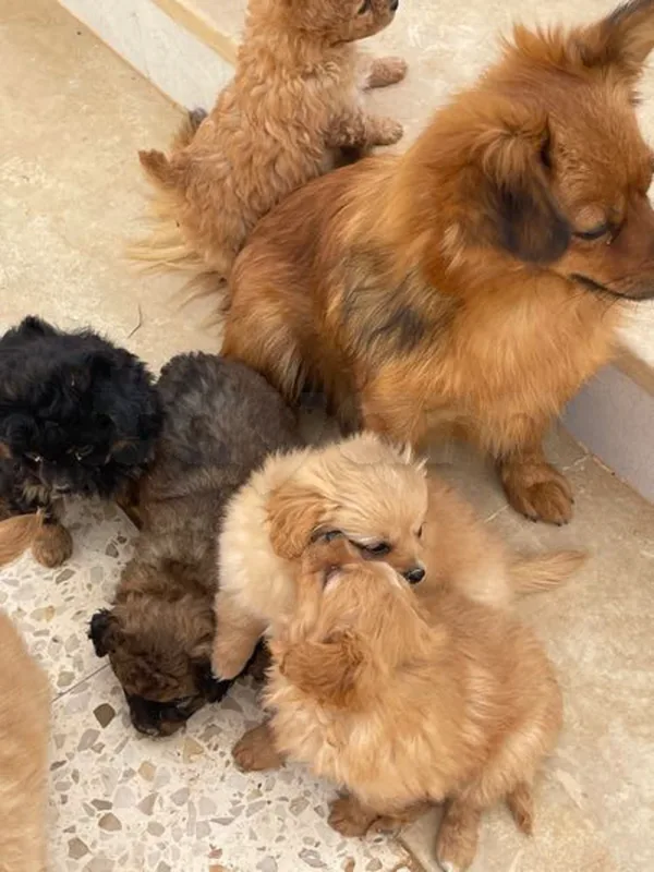 chien 3 mois mini taille - Miniature 5