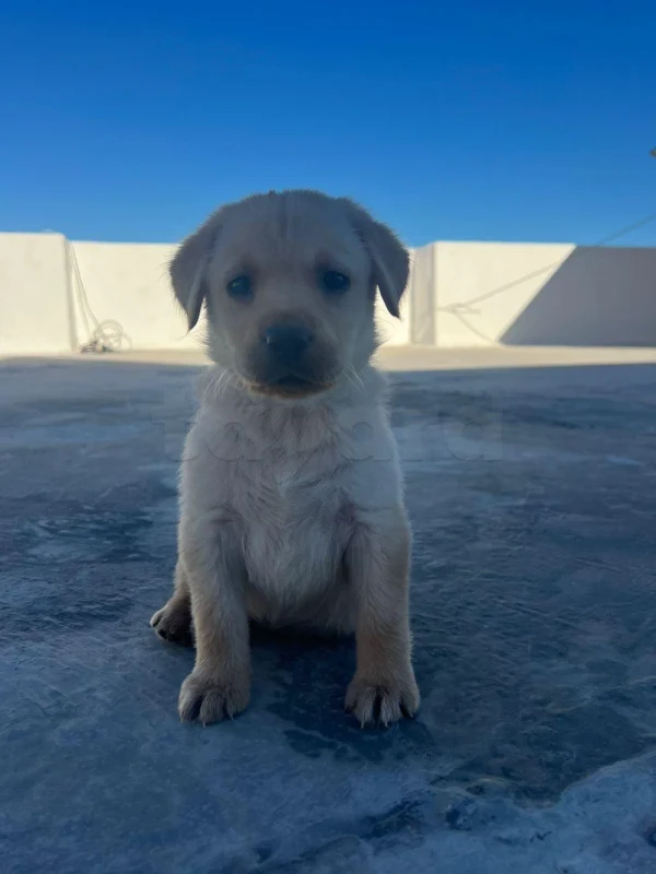 Golden Labrador retriever