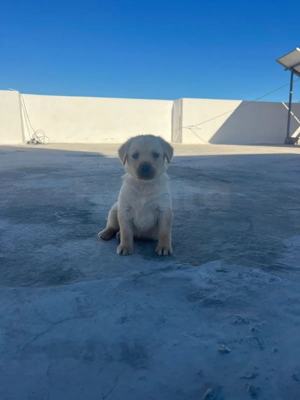 Golden Labrador retriever - Miniature 2