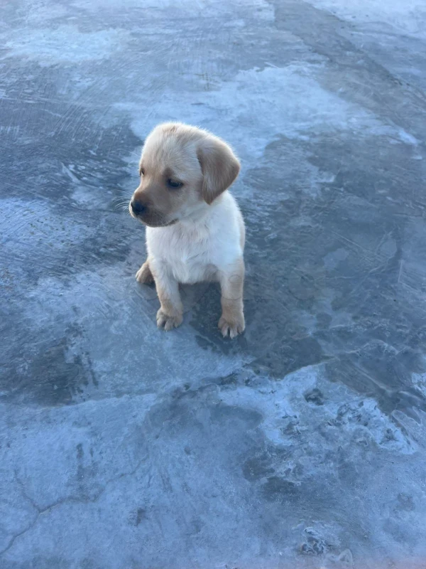 Golden Labrador retriever - Miniature 3