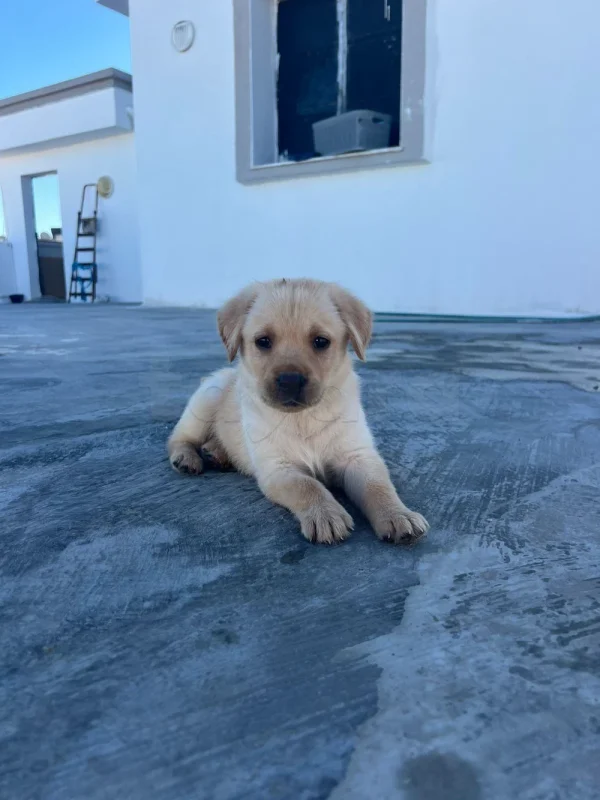 Golden Labrador retriever - Miniature 4