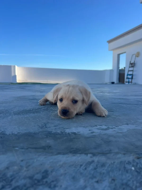 Golden Labrador retriever - Miniature 5