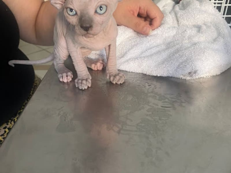 Clinique Vétérinaire Poils & Plumes