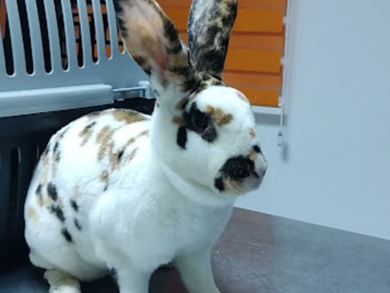 ANIMAUX D'ABORD Cabinet Vétérinaire Manouba العيادة البيطرية بمنوبة