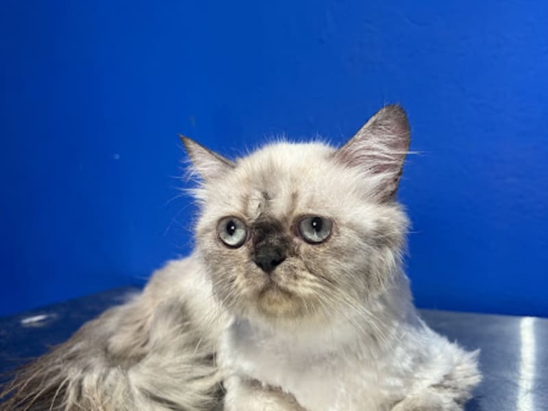 THE BLUE CROSS cabinet vétérinaire Manouba