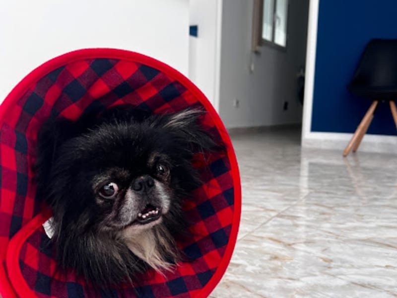 Cabinet vétérinaire VET À VIE