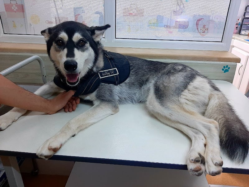 Clinique vétérinaire L'Ange Gardien (Nouvelle Médina)