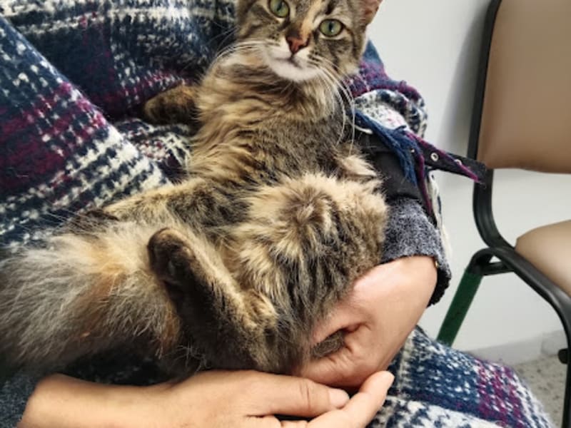 Clinique vétérinaire Cl VetCare Mourouj 4