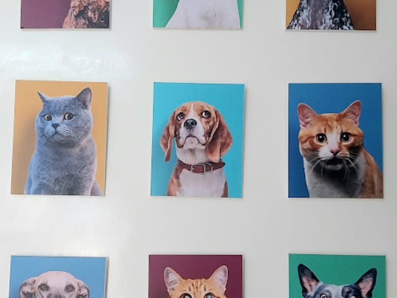 Cabinet Vétérinaire Pets' Vet El Mourouj