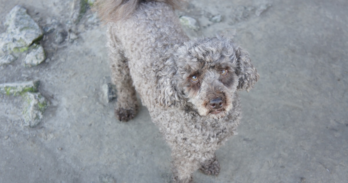 Guide Complet du Caniche Nain : Prix, Soins et Adoption en Tunisie