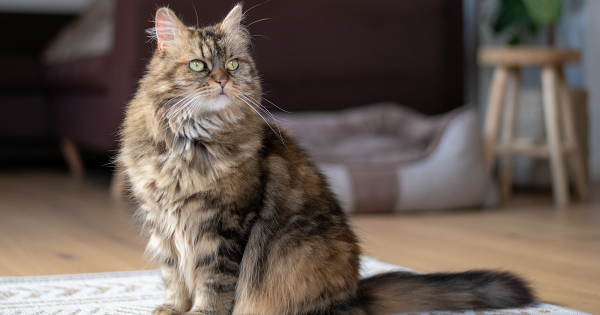 Maine Coon Prix Tunisie : Guide Complet d'Achat 2026