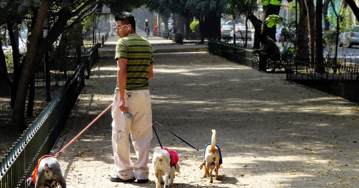 Garde d'Animaux Tunis : Guide Complet des Meilleurs Services 2026