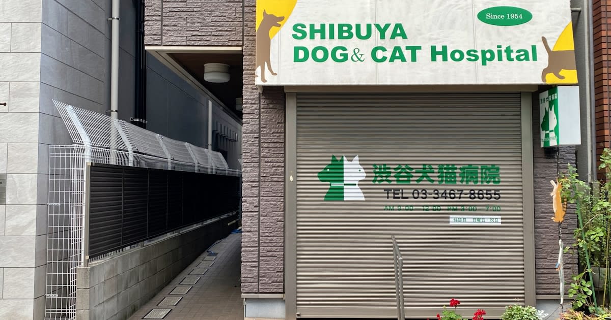 Premiers Secours Animaux Tunisie : Guide d'Urgence Complet 2026