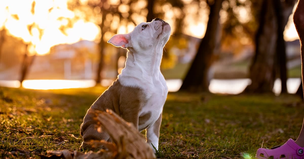 Centre de Formation Dressage Chien Tunisie : Guide Complet 2026