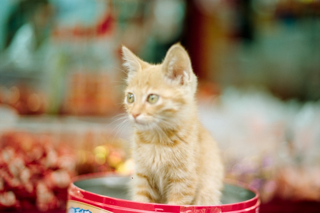 Vente Chat Tunisie : Guide Complet 2026 pour Adopter le Félin Parfait