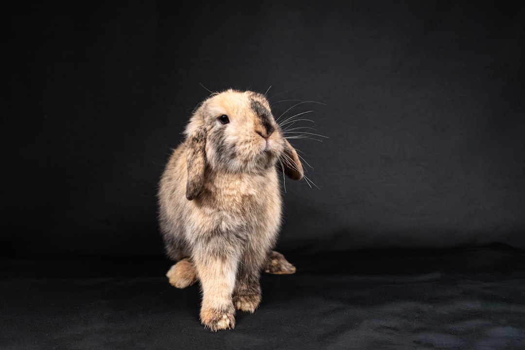 Lapin Nain Tunisie : Guide Complet 2026 pour Adopter votre Petit Compagnon