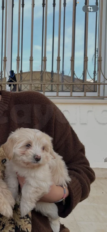 chiot caniche bichon