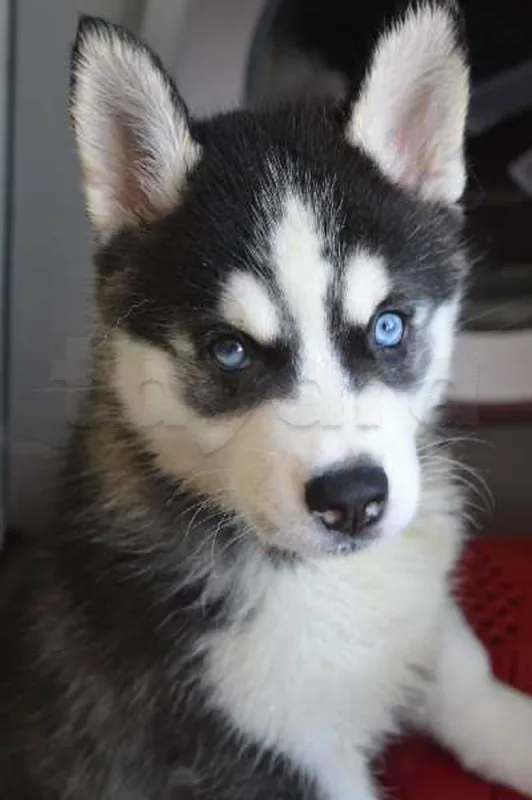 Husky de pure race - Miniature 3