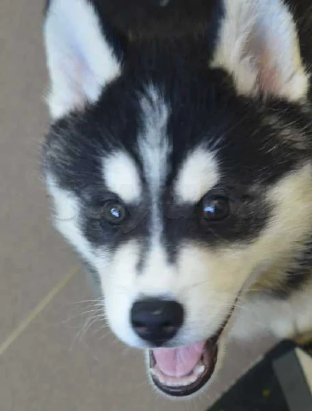 Husky de pure race - Miniature 2