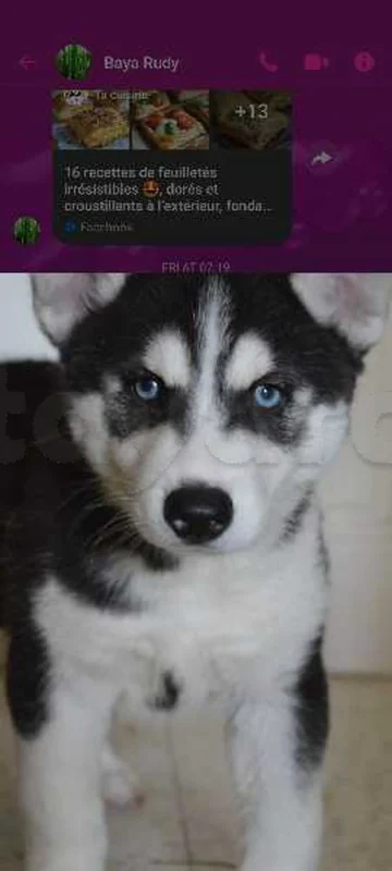 Husky de pure race - Miniature 4