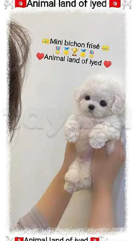 mini bichon frisé race pure