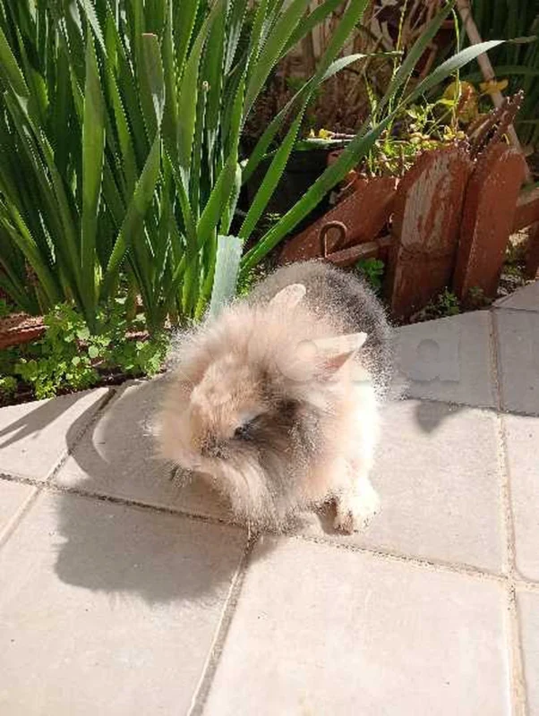 Adorable Lapin tête de Lion (35 Dt) - Photo 1