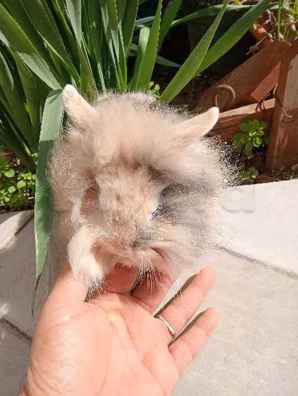 Adorable Lapin tête de Lion (35 Dt) - Miniature 2