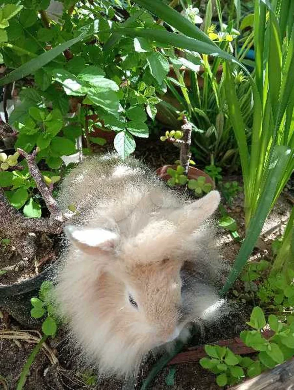 Adorable Lapin tête de Lion (35 Dt) - Miniature 4