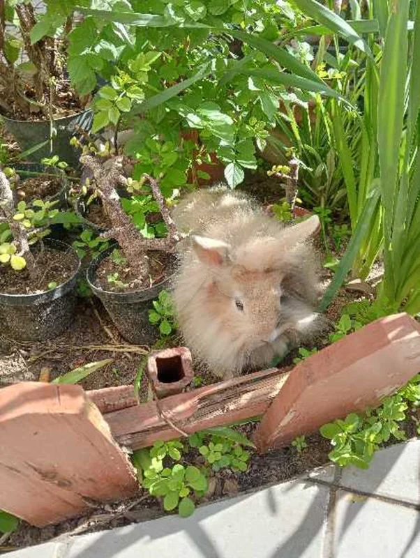 Adorable Lapin tête de Lion (35 Dt) - Miniature 3