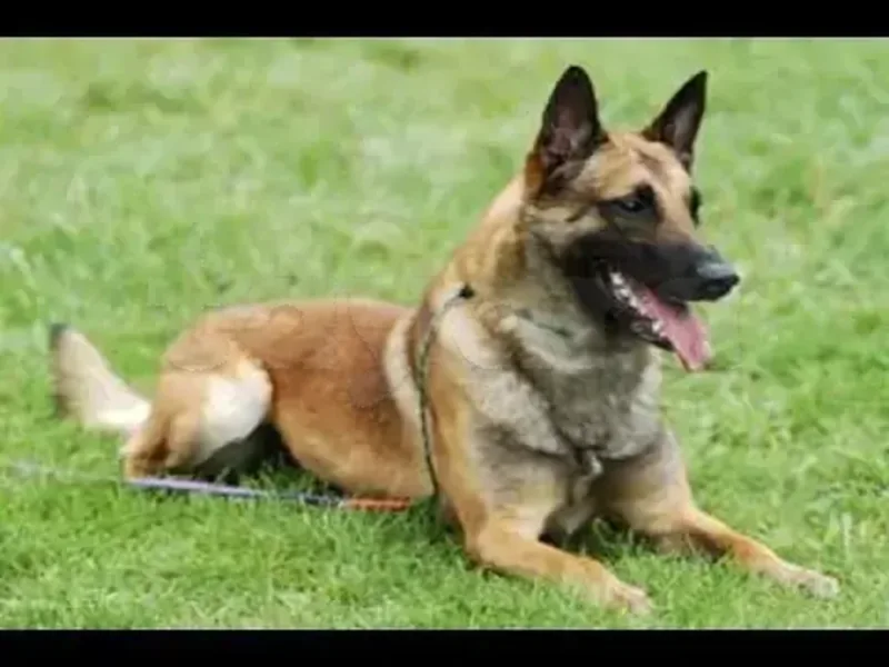 Chienne Malinois