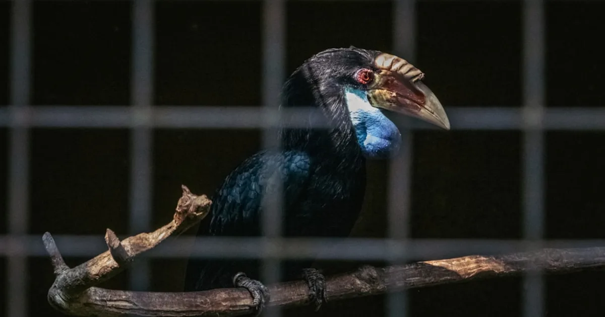 Oiseaux Exotiques en Tunisie : Guide Complet d'Adoption et Soins 2026