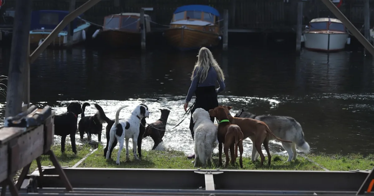 Toilettage Professionnel Chien Chat Tunisie : Guide Complet Services 2026