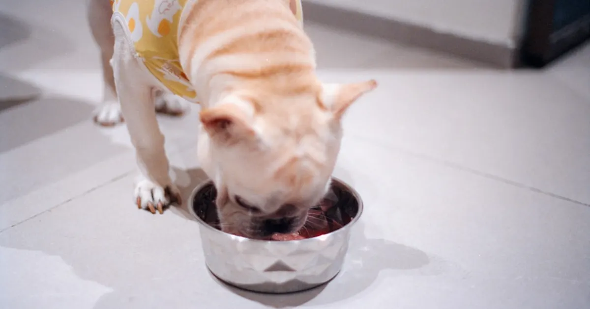 Nourriture Premium Chien Chat Tunisie : Guide des Meilleures Marques 2026