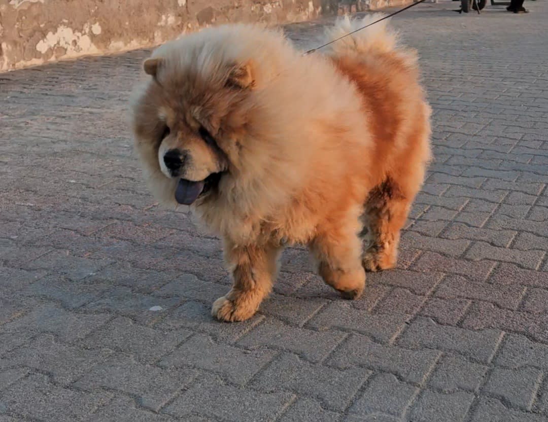 Show show - Miniature 2