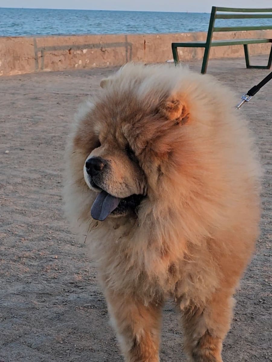 Show show - Miniature 3