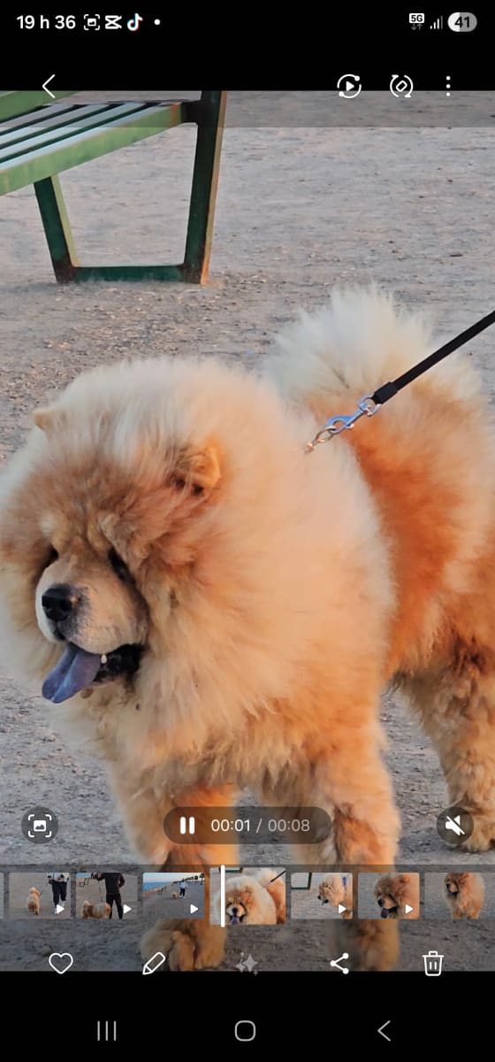 Show show - Miniature 4