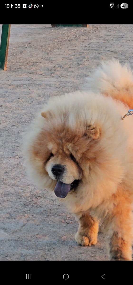 Show show - Miniature 5