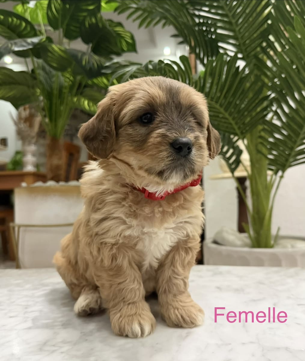 Chiots Bichon / Caniche - Miniature 2